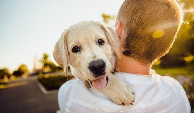 Beneficios psicológicos que aporta adoptar un perro