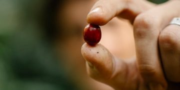 El suplemento de extracto de cereza de café entero podría mejorar la memoria de trabajo